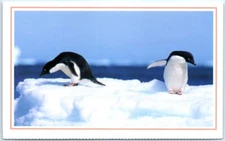 Postcard - Adelie Penguins Contemplate Frigid Antarctic Waters