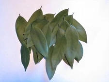 DRIED CALIFORNIA BAY LEAVES WILD HARVEST (40) LEAVES new batch MARCH 2025