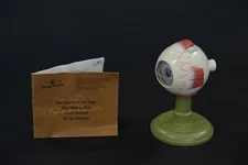 VINTAGE HAND PAINTED EYE MODEL MADE IN WEST GERMANY SOMSO