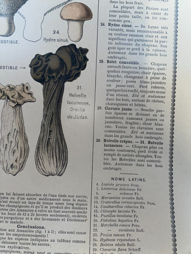 ESSBARE & GIFTIGE PILZE 1890 VON APREVAL ORIGINAL POSTER DRAEGER - Bild 18 von 24