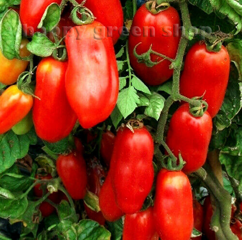 Французский гроздевой томат описание и фото отзывы TOMATO VEGETABLE SEEDS Sweet Million Cherry Beefsteak Black Yellow 30 varieties 