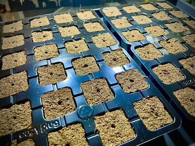 24er Eazy Plug  Tray Anzuchtwürfel Stecklingsblöcke Anzuchttray Multitopf