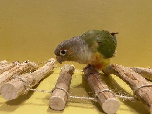 Bird cage/small pet bridge - Picture 4 of 4