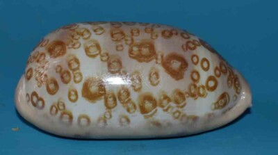 SEA SHELL - MUSCHELN - CYPRAEIDAE CYPRAEA ARGUS CONTRASTRIATA - 81,50mm