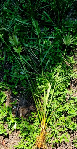 1 Sabal Cabbage Palm 5-9 Years Old Rooted Trees Florida Native+Healthy Root Ball - Picture 4 of 17