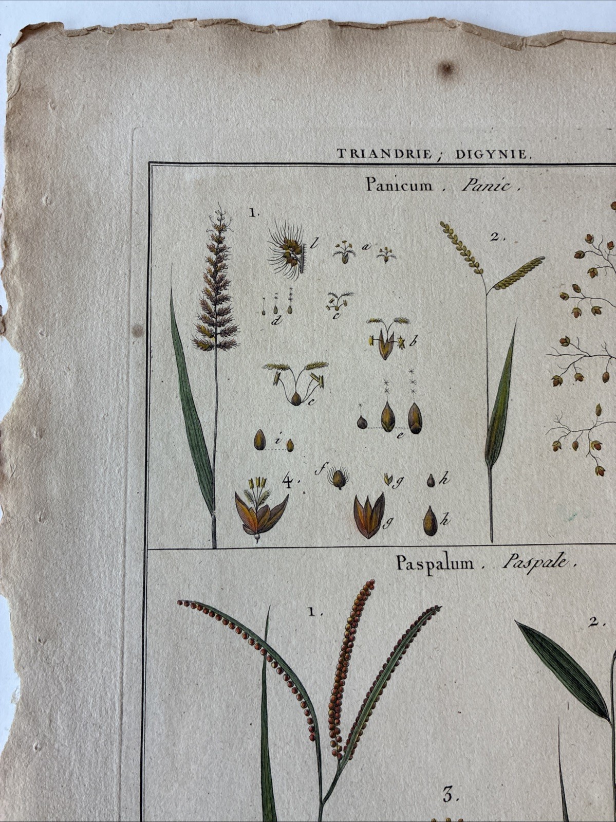 Lamarck Botanical Print Histoire Naturelle, Botanique Hand Colored Book Plate 43