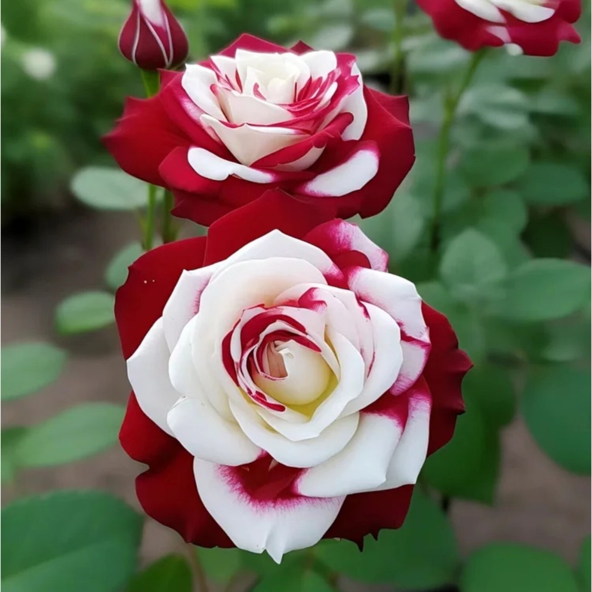Non-GMO 20 Rare Twin Roses Seeds - Heirloom Variety with Stunning