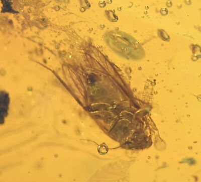 Large 18.4g piece of Dominican Amber, Los CaCaos mine, Fossil insect inclusions