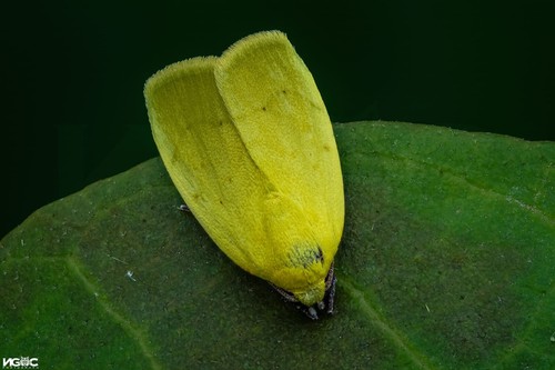 Ngoc Macro Diffuser - The Best Flash Diffusers for Macro Photography - Picture 6 of 12