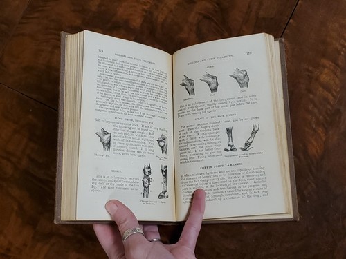 The New System of Educating Horses by D. Magner / 1875 - Warren, Johnson & Co. - 第 16/24 張圖片