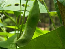 King of the Garden Lima Pole Bean Seeds, Butter Bean, NON-GMO, FREE SHIPPING