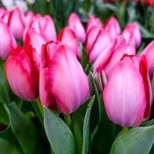 5 - PINK SOUND Triumph Tulip Flower Bulbs  * FANTASTIC for CUT FLOWERS