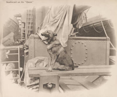 The Ship�s dog on board 'Quest' during the Shackleton-Rowett Antar .. Old Photo