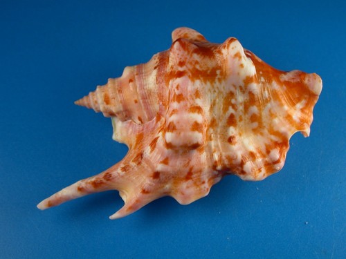 Strombus taurus, hermoso patrón muy oscuro, F+++, 85,0 mm, carcasa Guam