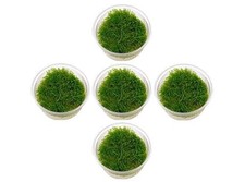 5 Java Moss Portions Live Aquarium Plant Taxiphyllum Barbieri BUY 2 GET 1 FREE