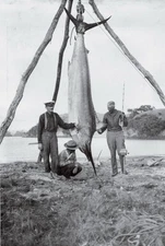 Zane Grey Tuna Photo and AshawayFishing Line Photo 8.5x11