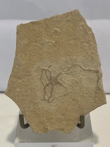 Brittle Star Starfish Fossil