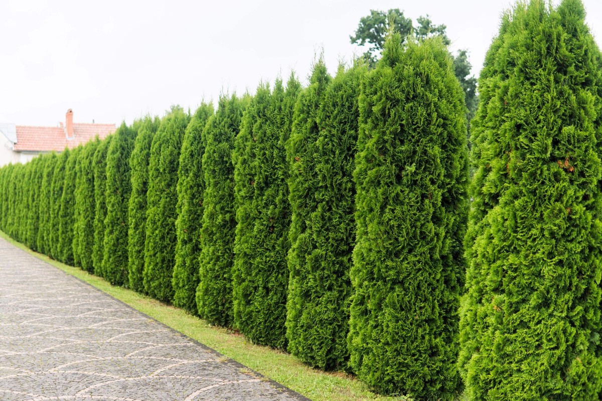 25 THUJA TREE Cedar Thuja Occidentalis Conifer Seeds | eBay