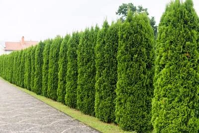 SEEDVILLE USA 25 THUJA TREE Cedar Thuja Occidentalis Conifer Seeds