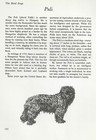 The Puli - Custom Matted - Vintage Dog Art Print - "G"