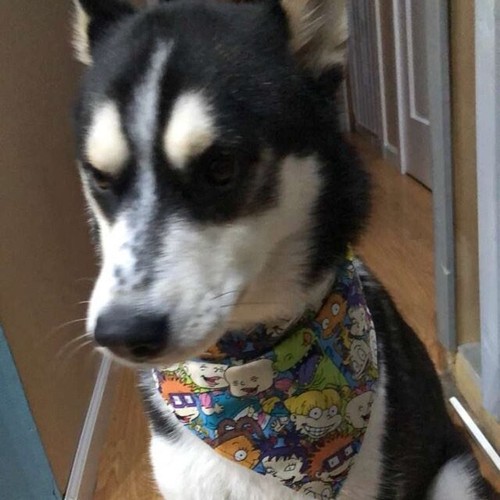 Arco Iris Brillo Gato o Perro Pequeño Cuello 1/2" de Ancho Ajustable Correa de Campana Hecho a Mano - Imagen 10 de 12