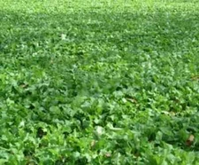 5 lbs Purple Top Turnip Seed Wildlife Food Plot Deer Turkey Garden Seeds