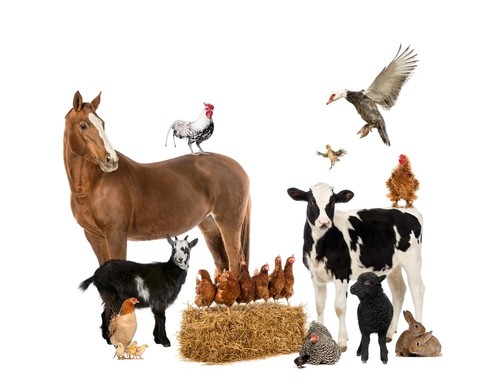 Nutrimol Vitagran 20kg Seaweed Meal Vitamin Supplement Cattle Dog Horse Organic - Picture 10 of 12