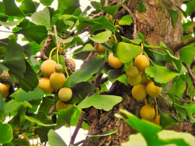 GINKGO BILOBA 金貨　純金 Ginkgo Biloba Tree Seeds | Maidenhair Nuts Perennial Seed