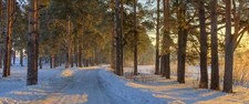 Landscape nature morning sunlight forest road winter Custom Gaming Mat Desk