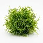 Canton Aquatics Java Moss Taxiphyllum Barbieri Live Freshwater Aquarium Moss...