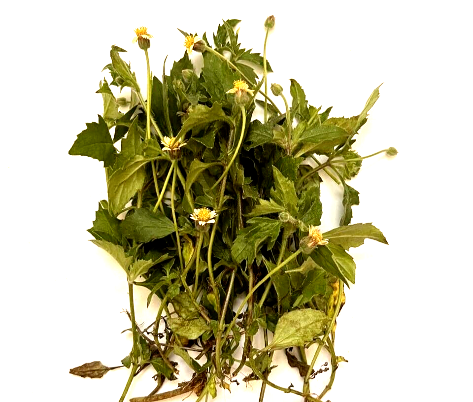 Dried Organic Coatbuttons (Tridax Procumbens) Plant Powder 100g Dried Organic Coatbuttons (Tridax Procumbens) Plant Powder 100g