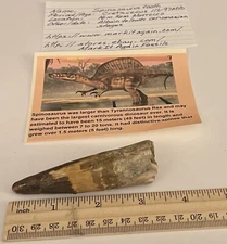 Spinosaurus Tooth Dinosaur Fossil 3.5” not T Rex Cretaceous CS133