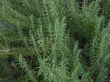 FRESH 100% Organic ROSEMARY Sprigs * Cut to Order * HERB *
