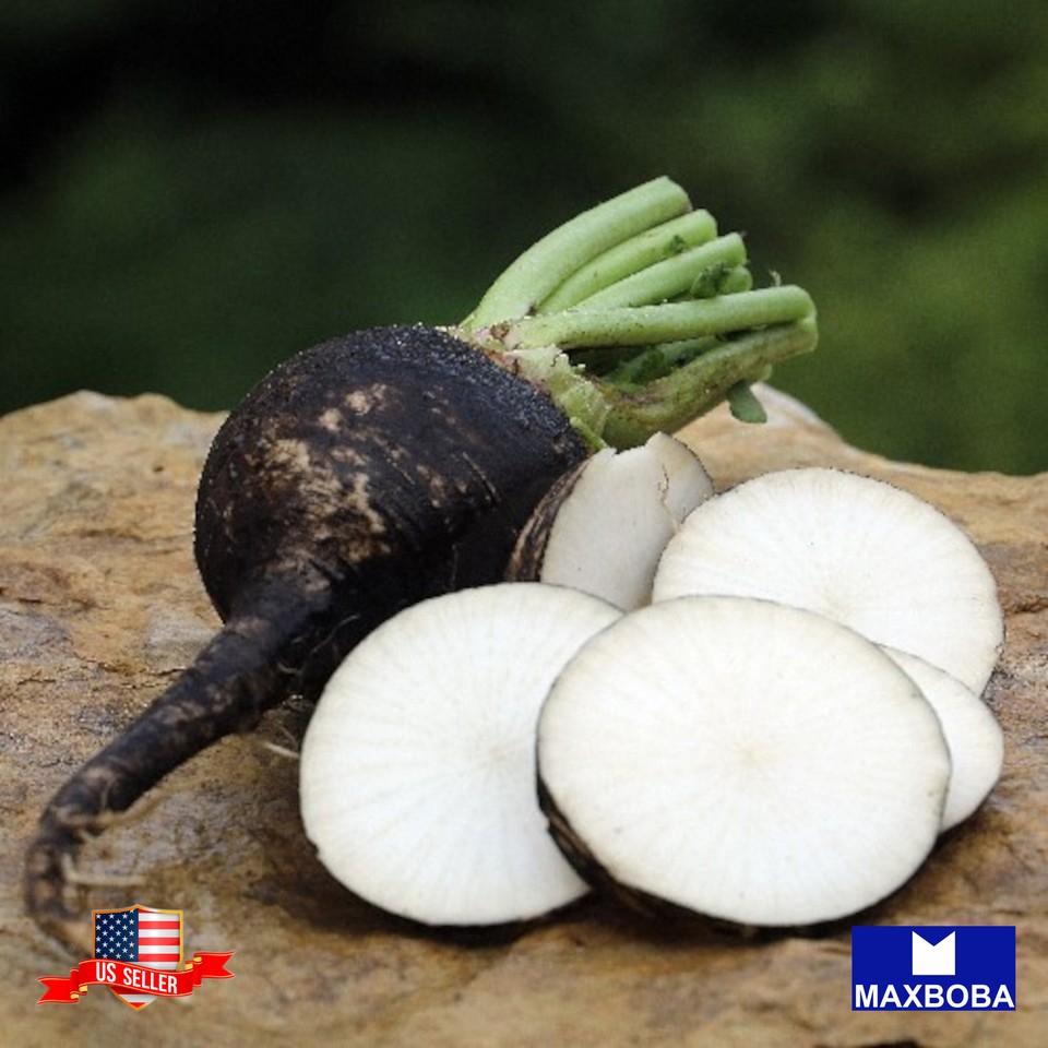 100 Black Spanish Round Radish Seeds Organic NonGMO Heirloom BTGO 75