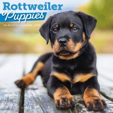 Carousel Calendars,  Rottweiler Puppies 2026 Wall Calendar, 12'' X 12'', 16-Mont