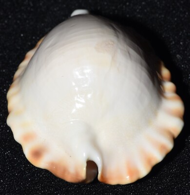 その他 Zoila ketyana ketyana hypermarginata Zoila ketyana hypermarginata, 52 mm, seashell, seashells (3) | eBay