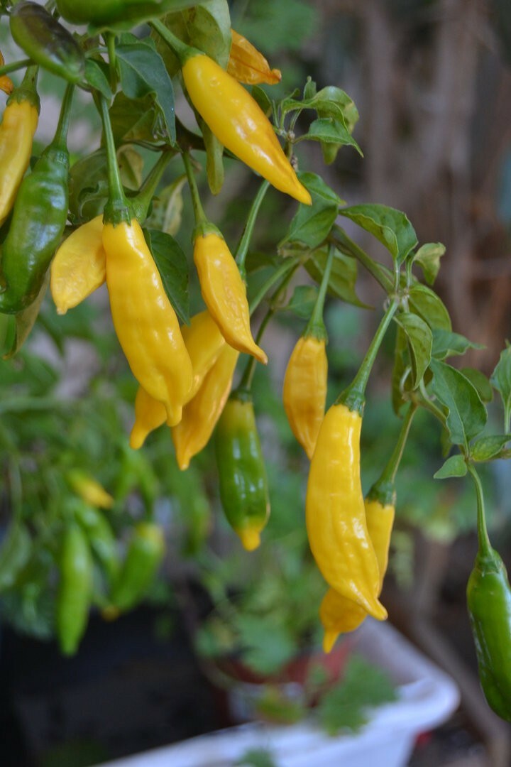 Lemon Drop Chilli Pepper Seeds, Aji Limon Chilli, High Yield - Fast  Shipping | eBay