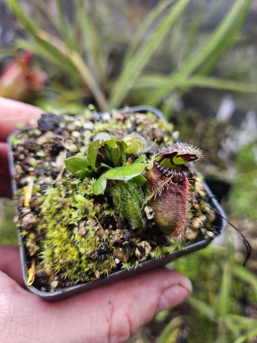Cephalotus アルビ Cephalotus Carnivorous Plants for sale - eBay