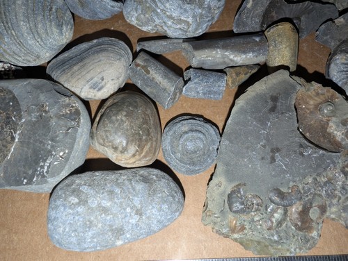 Mixed Fossil Lot Ammonites Belemnites Prehistoric Marine Fossils Bulk