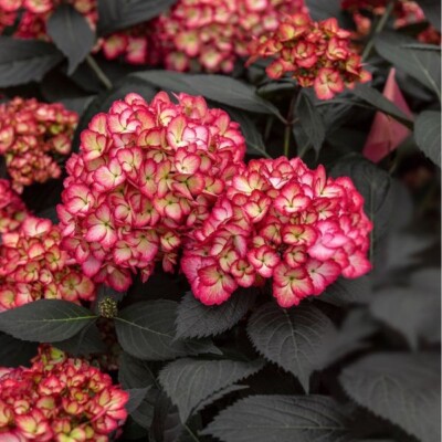 First Editions  Eclipse  Bigleaf Hydrangea - Live Plant - Full Gallon Pot