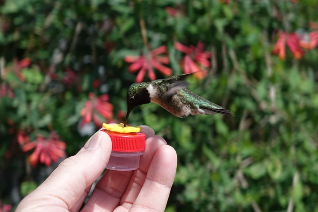 Flower Single Hum Button Mini Hand Held Hummingbird Feeders