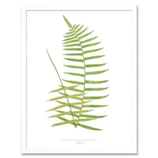 Fern Polypodium Subauriculatum 12X16 Inch Framed Art Print