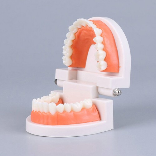 Standard Teeth Model Adult Standard Typodont Demonstration Denture Model Display - Afbeelding 10 van 10