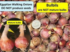 Egyptian Walking Onions   12 bulbils $9.95  25 for $14.95   Grown chemical free