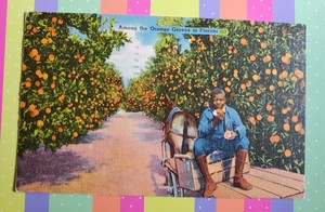 AMONG THE ORANGE GROVES IN FLORIDA, 1952 ST PETERSBURG FL to WASHINGTONVILLE NY