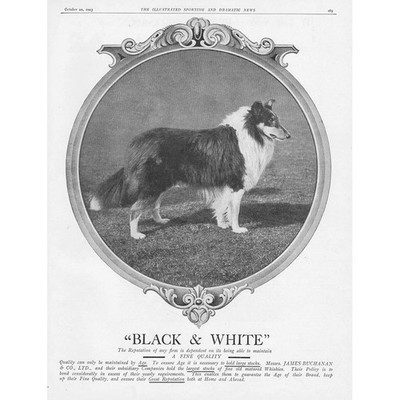 JAMES BUCHANAN Black & White Whisky Collie Theme - Antique Advertisement 1923