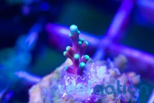 Sniper SPS Mr Pacman Deepwater Dragon  Coral Frag SPS Zoa LPS Paly Polyps