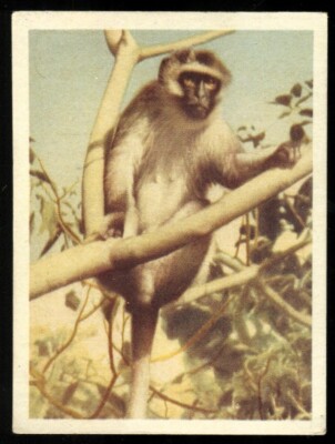 Tabakkarte, UTC, UNSERE SÜDAFRIKANISCHEN NATIONALPARKS, groß, 1941, Vervet Monkey, #76