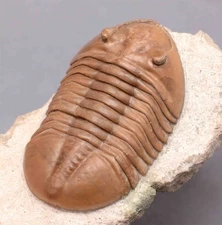 ASAPHUS LEPIDURUS Russian Trilobite 1 % RESTORATION FINE