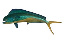 32” Cow Dolphin (Mahi) One Sided Wall Mount Fish Taxidermy Teal Gold Fish